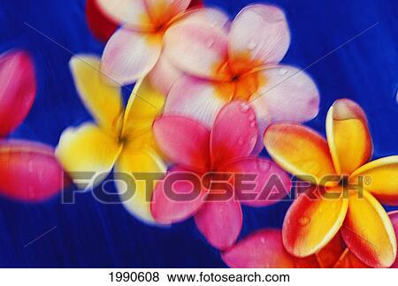Studio Shot Of Yellow And Pink Plumeria Flowers In Motion, Blue Background View Large Photo Image Stock Photo - Studio Shot Of Yellow And Pink Plumeria Flowers In Motion, Blue Background. Fotosearch
