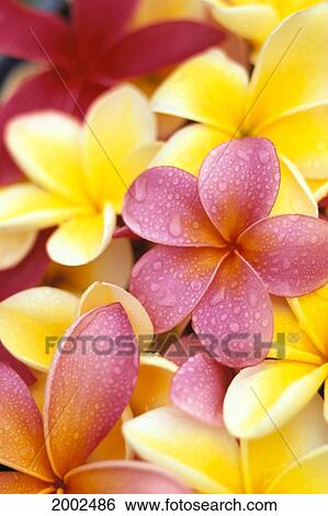 Stock Photograph - Studio Shot Of Yellow And Two Pink Plumeria Flowers, Water Drops On Petals. Fotosearch