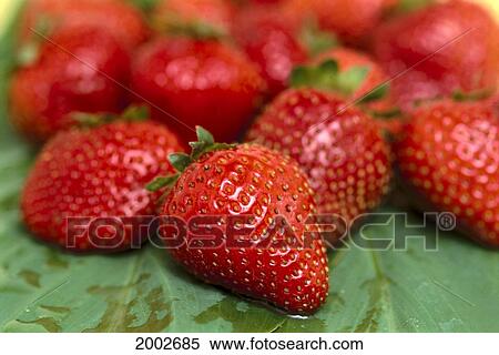 Studio Shot, Soft Focus, Many Ripe Red, Plump Strawberries, Green Background View Large Photo Image Stock Photography - Studio Shot, Soft Focus, Many Ripe Red, Plump Strawberries, Green Background. Fotosearch