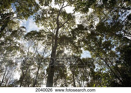 Sub-Tropical Forest Around El Fuerte De Samaipata, Santa Cruz Department, Bolivia View Large Photo Image Stock Photograph - Sub-Tropical Forest Around El Fuerte De Samaipata, Santa Cruz Department, Bolivia. Fotosearch