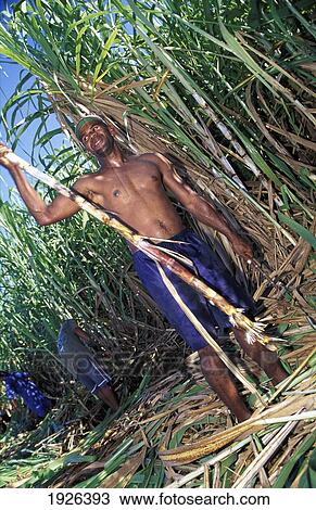 Sugar Cane Worker View Large Photo Image Stock Image - Sugar Cane Worker. Fotosearch