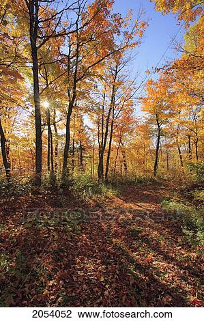 Stock Image - Sugar Maple Trees In Fall, Bas-Saint-Laurent Region, Saint-Simon, Quebec. Fotosearch