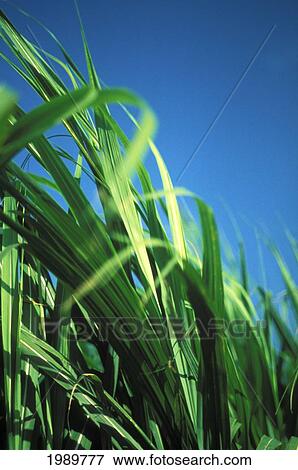 Sugarcane Plant Close-Up With Blue Sky In Background View Large Photo Image Stock Photo - Sugarcane Plant Close-Up With Blue Sky In Background. Fotosearch