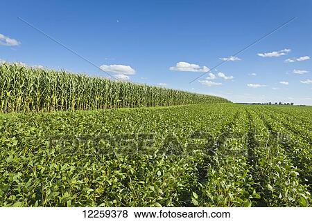 Stock Photo - Summer clouds pass over a large soybean field and grain corn field at mid-season growth in central Iowa; Iowa, United States of America. Fotosearch