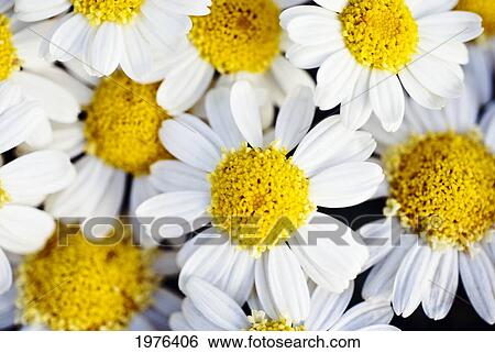 Stock Photograph - Summer Daisies (Anthemis Punctata), Cluster Of White Blossoms, View From Above.. Fotosearch