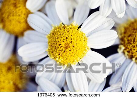 Stock Photography - Summer Daisy (Anthemis Punctata), Close-Up Of White And Yellow Blossom.. Fotosearch