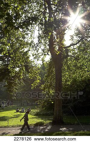 Summer evening in St James's Park; London, England View Large Photo Image Stock Photograph - Summer evening in St James's Park; London, England. Fotosearch