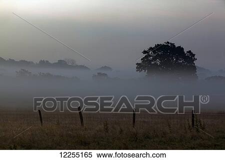 Stock Photography - Summer morning on a Kent farm; Kent, England. Fotosearch