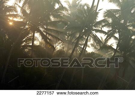 Stock Photo - Sun coming through misty trees at dawn, near Unawatuna; Thalpes Sri Lanka. Fotosearch