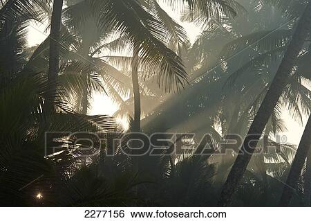 Stock Photograph - Sun coming through misty trees at dawn, near Unawatuna; Thalpes Sri Lanka. Fotosearch