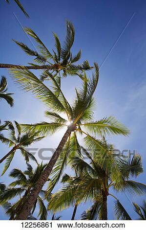 Sun filtering through palm trees at Hulupoe Beach, Manele Bay; Lanai, Hawaii, United States of America View Large Photo Image Stock Image - Sun filtering through palm trees at Hulupoe Beach, Manele Bay; Lanai, Hawaii, United States of America. Fotosearch