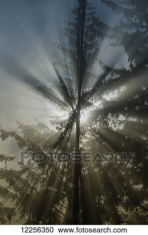 Sun rays break through fog and mist over the Tongass National Forest, Southeast Alaska View Large Photo Image Stock Image - Sun rays break through fog and mist over the Tongass National Forest, Southeast Alaska. Fotosearch