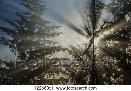 Stock Image - Sun rays break through fog and mist over the Tongass National Forest, Southeast Alaska. Fotosearch