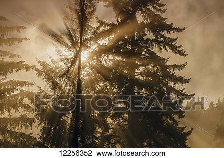 Sun rays break through fog and mist over the Tongass National Forest, Southeast Alaska View Large Photo Image Stock Image - Sun rays break through fog and mist over the Tongass National Forest, Southeast Alaska. Fotosearch
