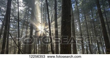 Sun rays break through fog and mist over the Tongass National Forest, Southeast Alaska View Large Photo Image Stock Image - Sun rays break through fog and mist over the Tongass National Forest, Southeast Alaska. Fotosearch