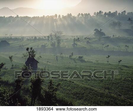 Sun Rising Over Rice Paddies View Large Photo Image Picture - Sun Rising Over Rice Paddies. Fotosearch