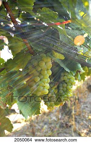 Picture - Sun Shining On Ready To Harvest Vineyard Grapes Under Netting, Beamsville, Ontario. Fotosearch