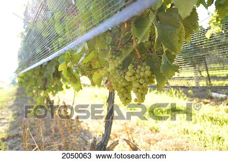 Stock Image - Sun Shining On Ready To Harvest Vineyard Grapes Under Netting, Beamsville, Ontario. Fotosearch