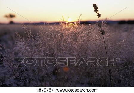 Sun Shining Through Grass View Large Photo Image Stock Photo - Sun Shining Through Grass. Fotosearch