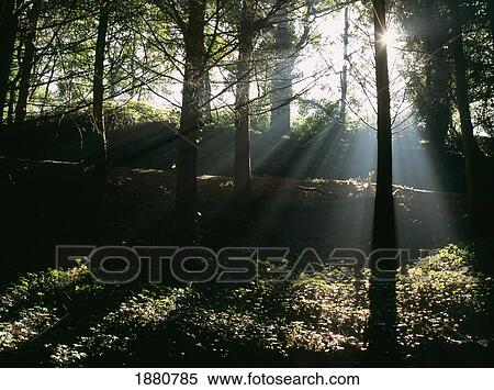Sun Shining Through The Trees. View Large Photo Image Stock Photography - Sun Shining Through The Trees.. Fotosearch