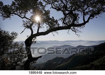 Sun Shining Through Tree Overlooking Mountains View Large Photo Image Stock Photo - Sun Shining Through Tree Overlooking Mountains. Fotosearch