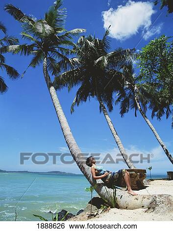 Sunbathing Under Palm Trees View Large Photo Image Stock Photograph - Sunbathing Under Palm Trees. Fotosearch