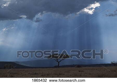 Stock Image - Sunbeams Pass Through Storm Cloud With Acacia Tree Isolated In Grassland, Africa. Fotosearch