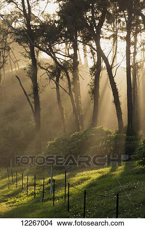Sunbeams through trees to lush grass; Kealia, Kauai, Hawaii, United States of America View Large Photo Image Picture - Sunbeams through trees to lush grass; Kealia, Kauai, Hawaii, United States of America. Fotosearch