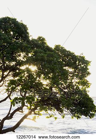 Picture - Sunburst through tree at Lydgate Park; Lydgate, Kauai, Hawaii, United States of America. Fotosearch