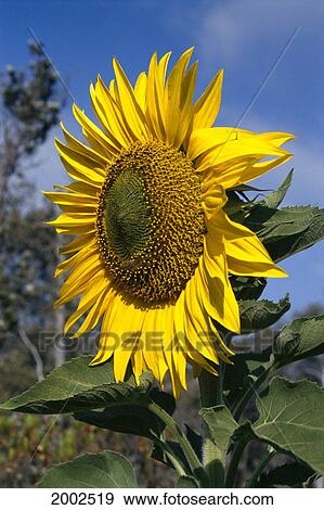Sunflower Close-Up On Plant, Side Angled View Outdoors, Blue Sky View Large Photo Image Stock Photo - Sunflower Close-Up On Plant, Side Angled View Outdoors, Blue Sky. Fotosearch