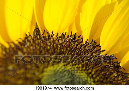 Picture - Sunflower, Extreme close-up of center and yellow petals. Fotosearch