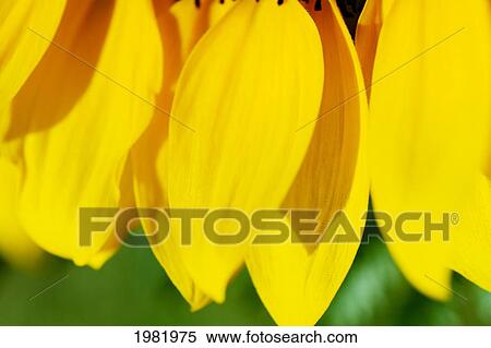 Stock Photography - Sunflower, Extreme close-up of yellow petals. Fotosearch