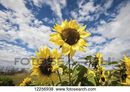Stock Photo - Sunflower (Helianthus annuus) growing on an Alaskan farm near Palmer, Southcentral Alaska, Summer. Fotosearch