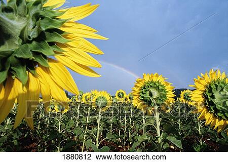 Sunflowers And Rainbow View Large Photo Image Stock Image - Sunflowers And Rainbow. Fotosearch
