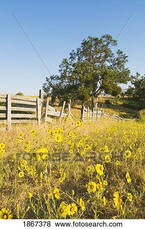 Sunflowers In Field Near Ashland, Oregon, Usa View Large Photo Image Stock Photo - Sunflowers In Field Near Ashland, Oregon, Usa. Fotosearch