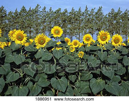 Sunflowers View Large Photo Image Stock Image - Sunflowers. Fotosearch