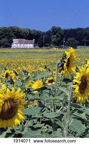 Stock Image - Sunflowers. Fotosearch