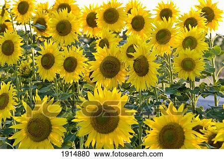 Sunflowers View Large Photo Image Stock Image - Sunflowers. Fotosearch