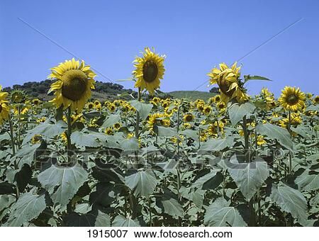 Stock Photo - Sunflowers. Fotosearch