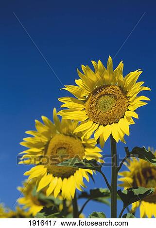 Stock Photo - Sunflowers. Fotosearch