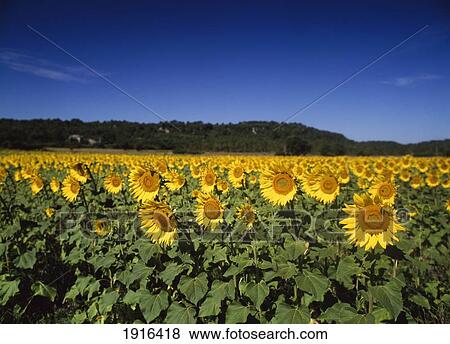 Stock Photo - Sunflowers. Fotosearch