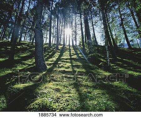 Picture - Sunlight Beaming Through Trees In Forest. Fotosearch