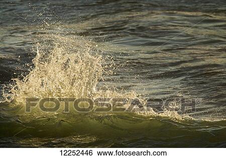 Stock Photograph - Sunlight illuminates a breaking wave; Cannon Beach, Oregon, United States of America. Fotosearch