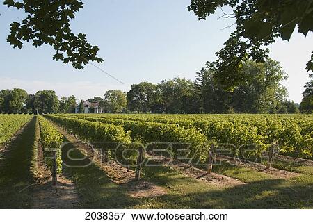 Sunlight On A Vineyard; Niagara On The Lake Ontario Canada View Large Photo Image Stock Photo - Sunlight On A Vineyard; Niagara On The Lake Ontario Canada. Fotosearch