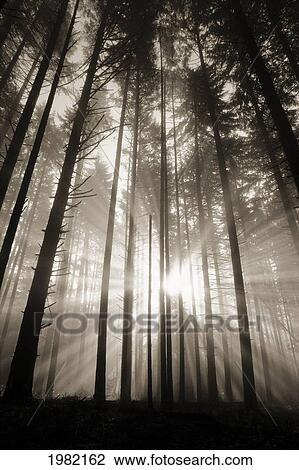 Stock Image - Sunlight shining through a forest. Fotosearch