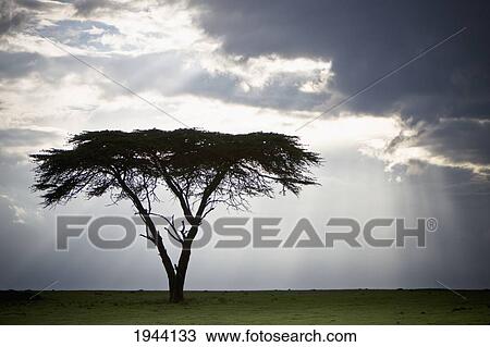 Stock Image - Sunlight Shining Through The Dark Clouds And A Lone Tree In A Field; Kenya Africa. Fotosearch