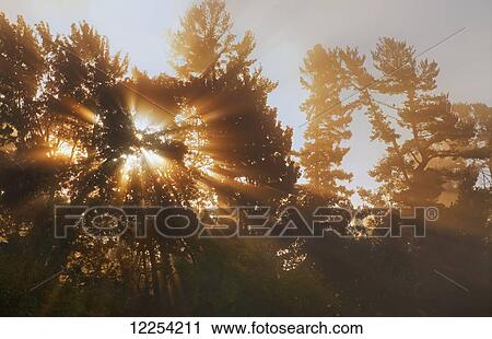 Sunlight streaming through the fog and trees; Foster, Quebec, Canada View Large Photo Image Stock Image - Sunlight streaming through the fog and trees; Foster, Quebec, Canada. Fotosearch