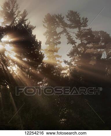 Sunlight streaming through the fog and trees; Foster, Quebec, Canada View Large Photo Image Stock Photograph - Sunlight streaming through the fog and trees; Foster, Quebec, Canada. Fotosearch