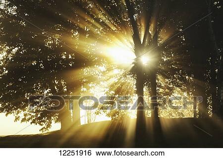 Sunlight streams through a tree and mist at sunrise; Ontario, Canada View Large Photo Image Stock Photograph - Sunlight streams through a tree and mist at sunrise; Ontario, Canada. Fotosearch