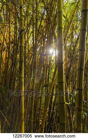 Sunlight through bamboo; Wailua, Kauai, Hawaii, United States of America View Large Photo Image Stock Photography - Sunlight through bamboo; Wailua, Kauai, Hawaii, United States of America. Fotosearch